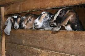 Osmanabadi Goat Farming