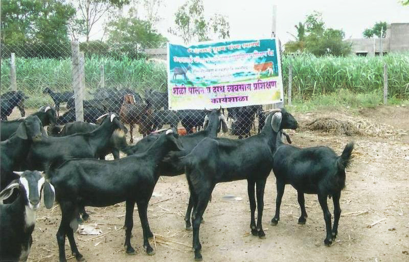 Osmanabadi Goat Farming